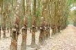 Nông dân Phú Yên chặt bỏ cây cao su do năng suất thấp 